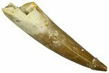 Fossil Plesiosaur (Zarafasaura) Tooth - Morocco #369976-1